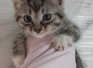 Grajewo ogłoszenia: Oddam 4 małe kotki - zdjęcie