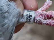 Grajewo ogłoszenia: Sprzedam gołębie widoczne na zdjęciach. Para siwych samiec DV... - zdjęcie