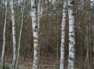 Grajewo ogłoszenia: Sprzedam las sosnowo-brzozowy z gruntem 1,7ha. 
Las 30-letni,... - zdjęcie