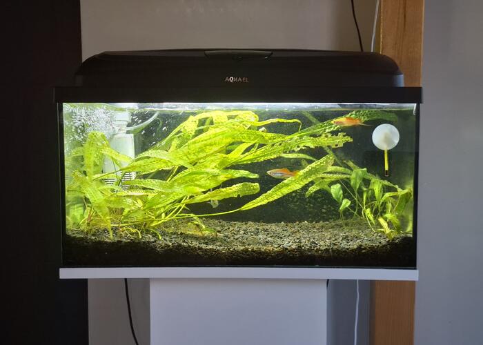 Grajewo ogłoszenia: Sprzedam akwarium 54L z życiem po więcej informacji proszę...