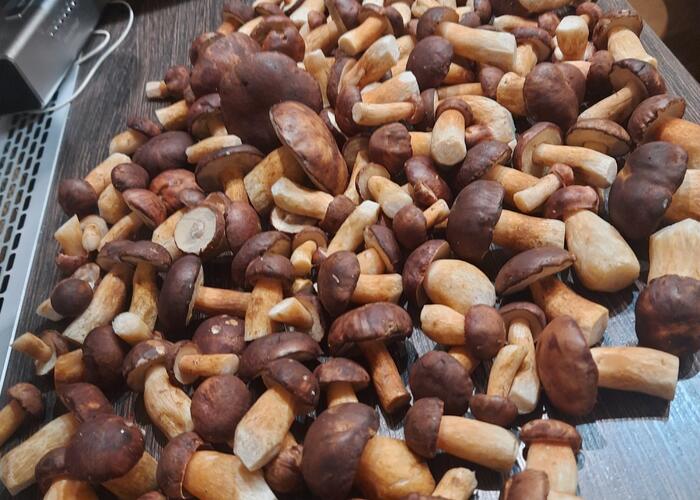 Grajewo ogłoszenia: Nazbieram grzybów na zamówienie