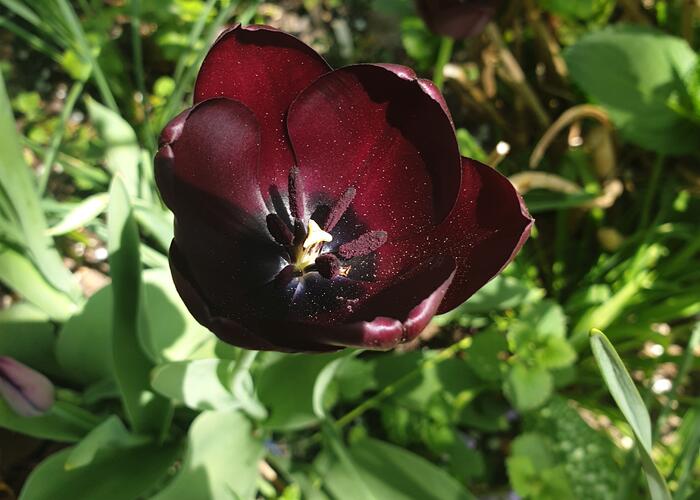 Grajewo ogłoszenia: Samotny 60l. Wysportowany, szczupły, bez nałogów z zamkniętą...