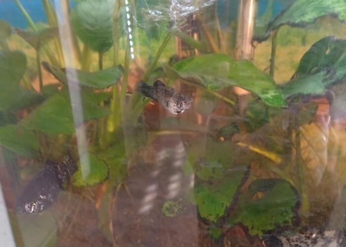 Grajewo ogłoszenia: Oddam rybki molinezje małe i większe.