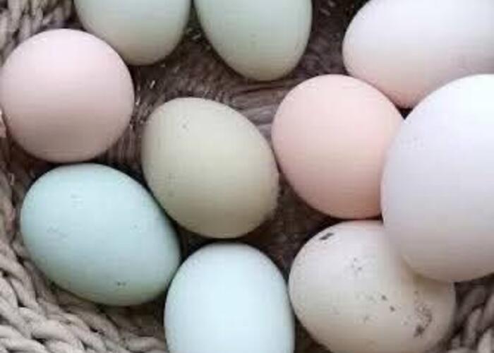 Grajewo ogłoszenia: Sprzedam jaja od zdrowych kurek. Okolice szczuczyna